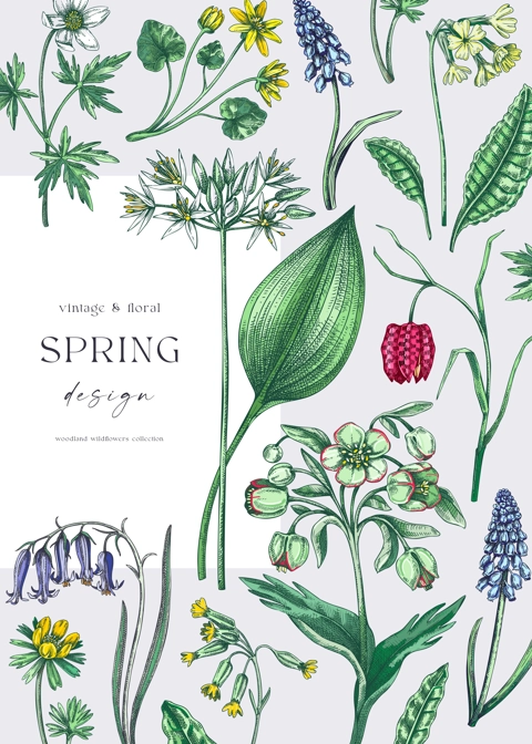 Elegant spring poster design. Wildflowers print in color. Woodland wild flower sketches. Floral background. Botanical card, invitation template . Hand drawn vector illustration, NOT AI